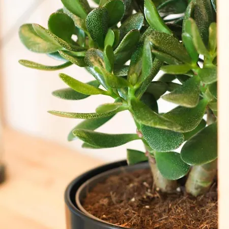 Eco-bio Apartment